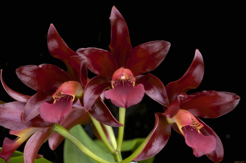 Каттлея Орхидея бордовая