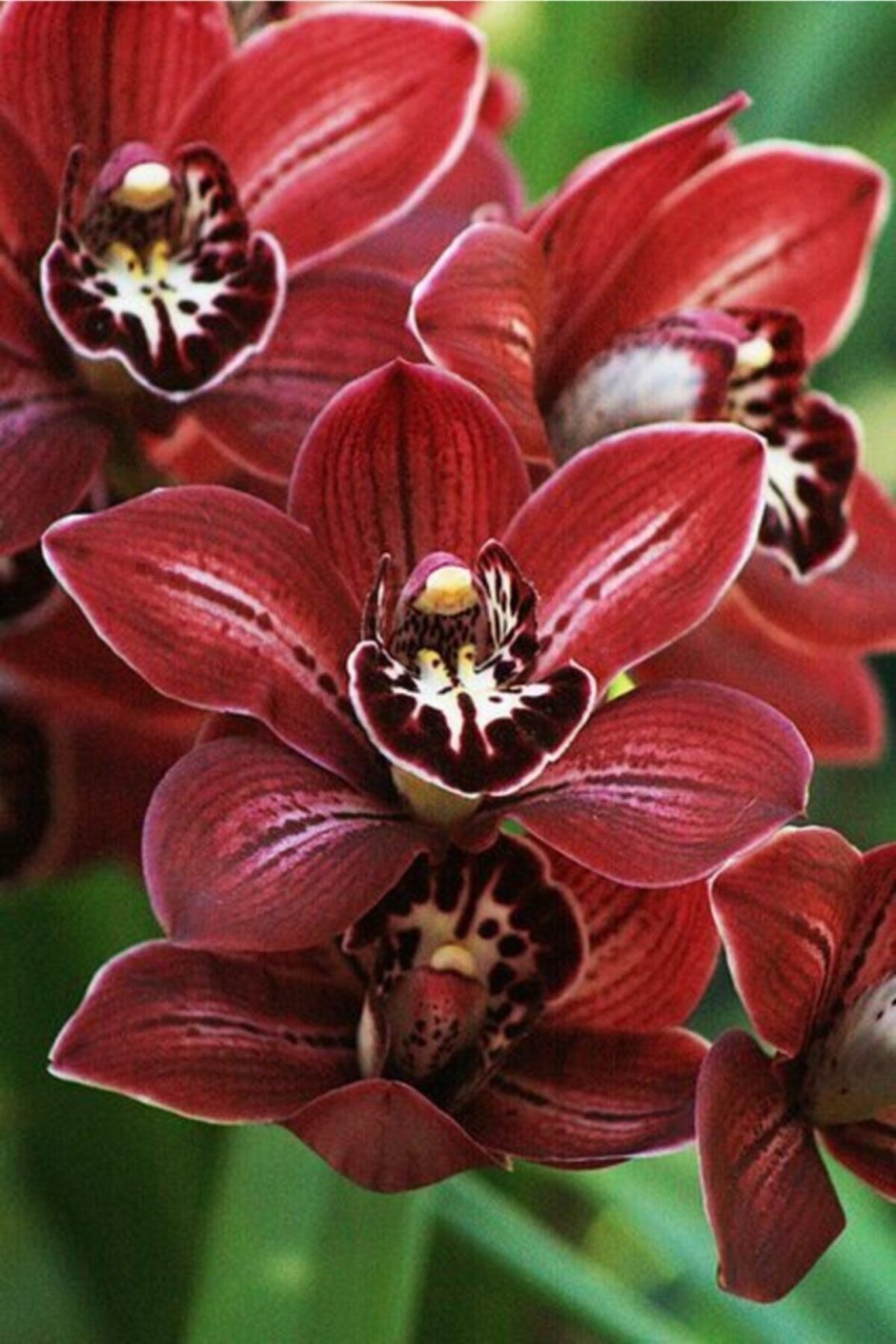 Орхидея фаленопсис де Россо