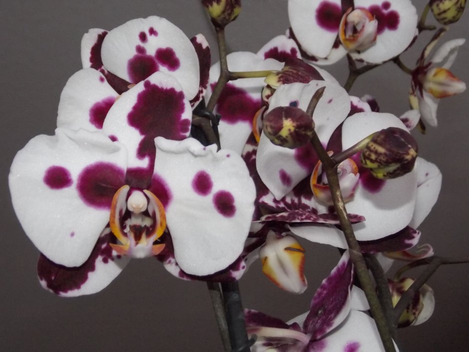 Santander Орхидея фаленопсис