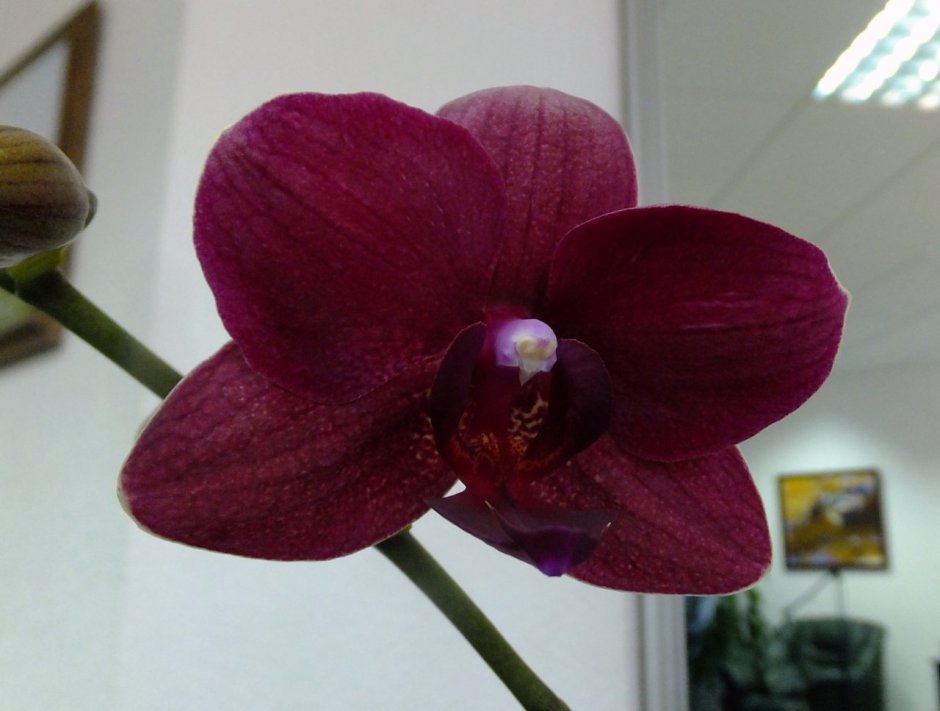 PF-5649 Орхидея фаленопсис