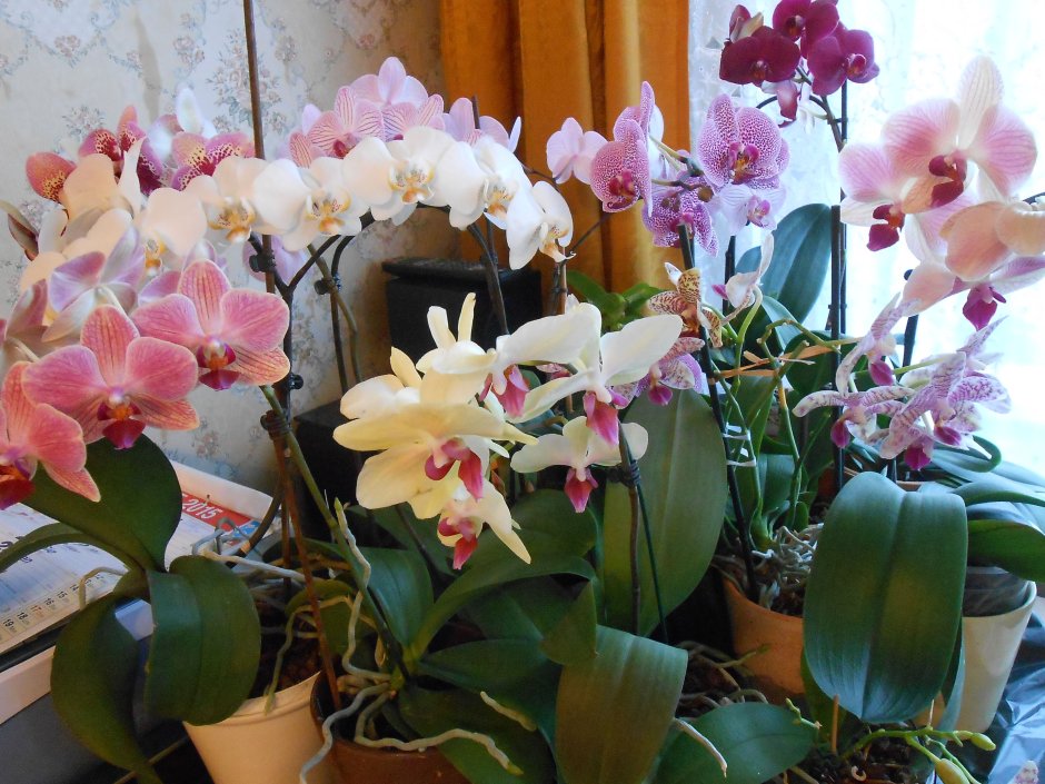 Орхидеи для Людмилы