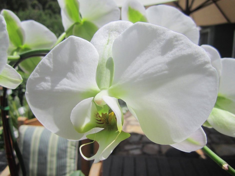 Орхидея фаленопсис Грин Эппл
