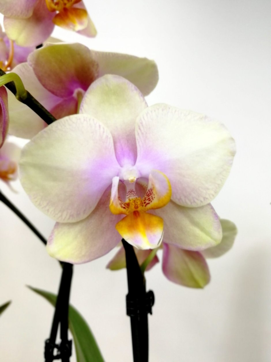 Орхидея фаленопсис Мальмо