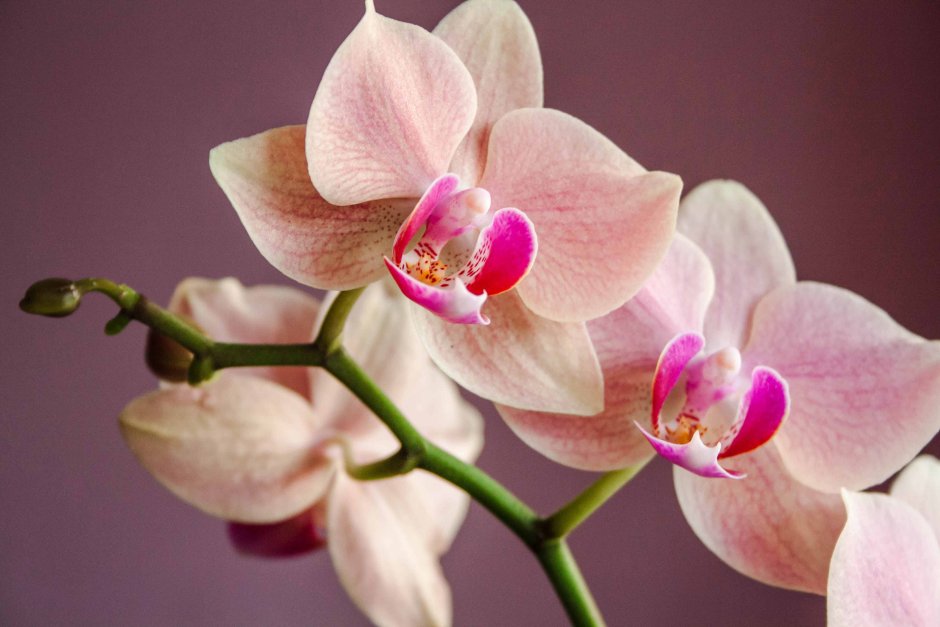Цветок Орхидея фуксия