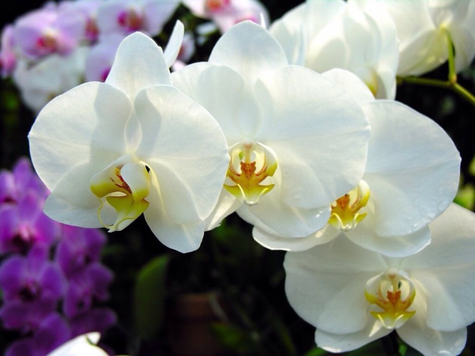 Орхидея белая с желтой серединкой