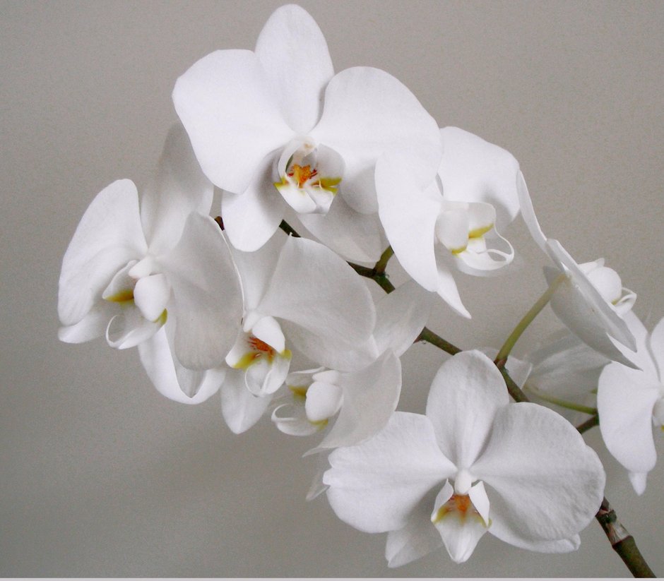 Коричневая Орхидея