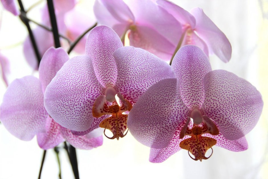 Орхидея hatuyuki