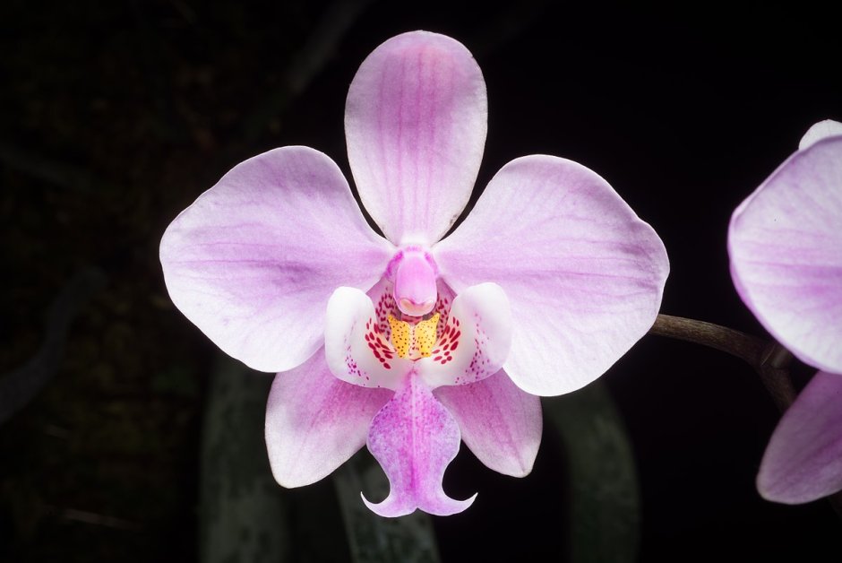 Орхидея Мириам