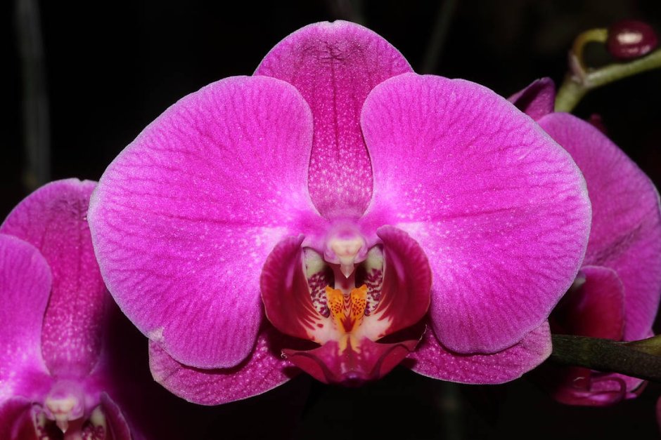 Орхидея Phalaenopsis Golden Treasure