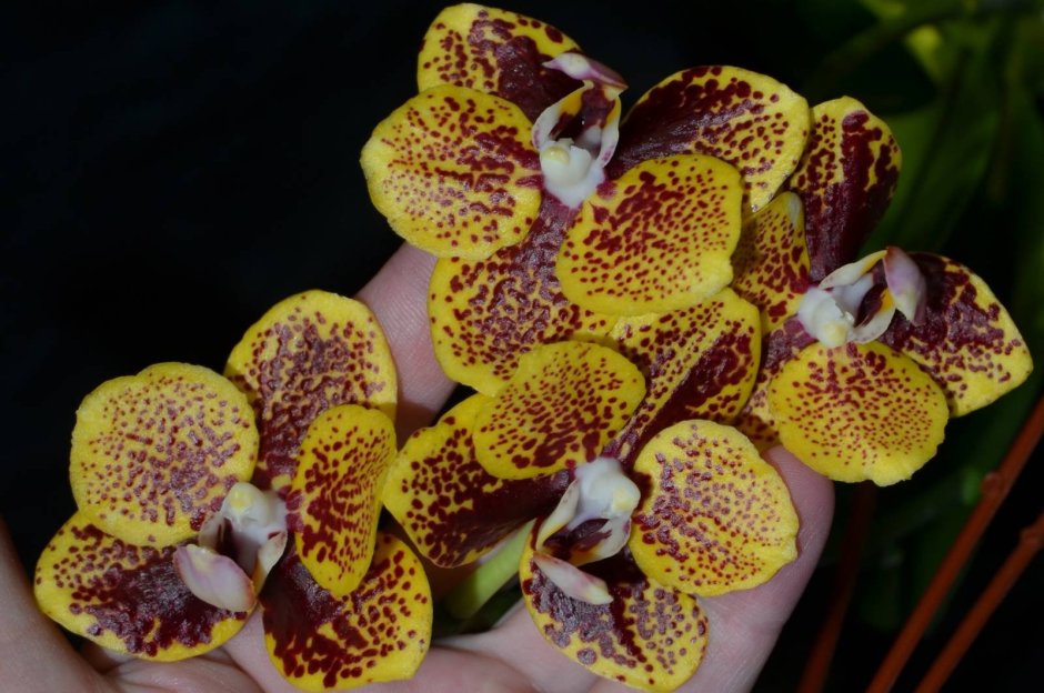 Орхидея Phalaenopsis Golden Beauty