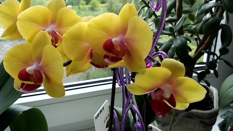 Красивая заставка на рабочий стол орхидеи