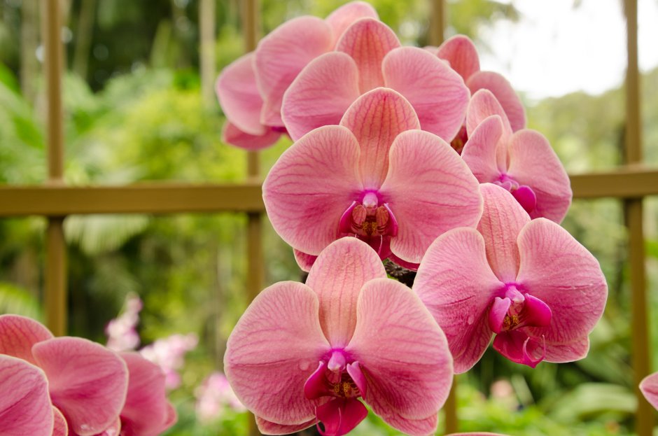 Орхидея кимоно фаленопсис