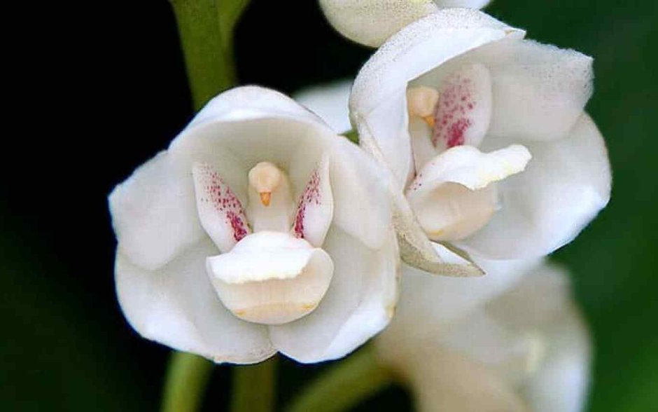 Орхидея голубь peristeria elata
