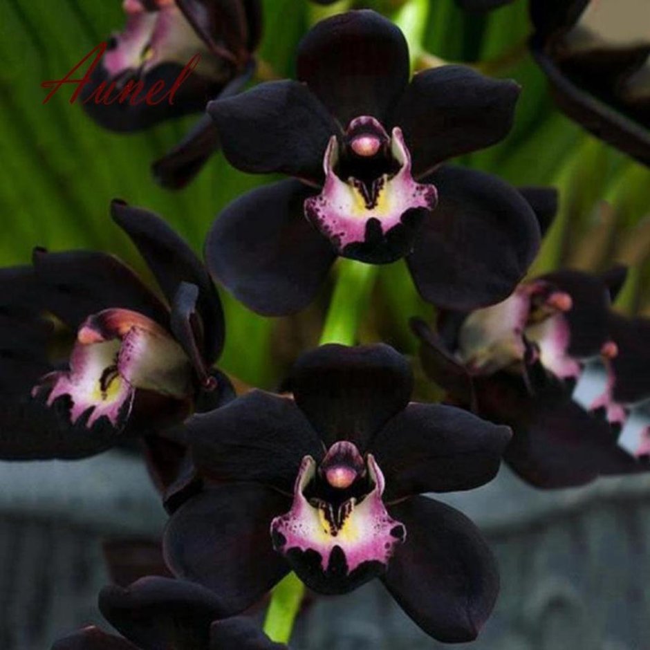 Редкие сорта орхидей