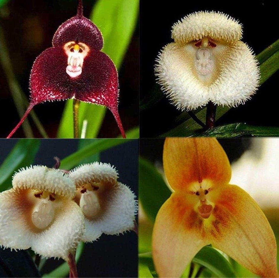 «Орхидея-обезьяна» (Dracula Simia)