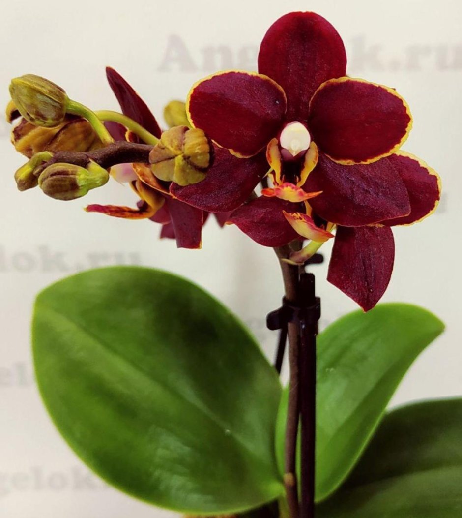 Орхидея Taisuco Kobold