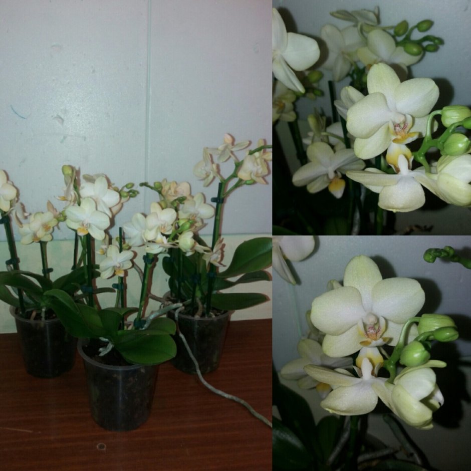 Орхидея Phal Whitney