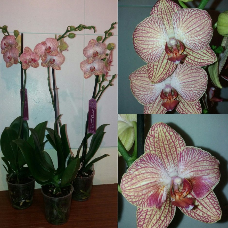 Орхидея Изабель фаленопсис