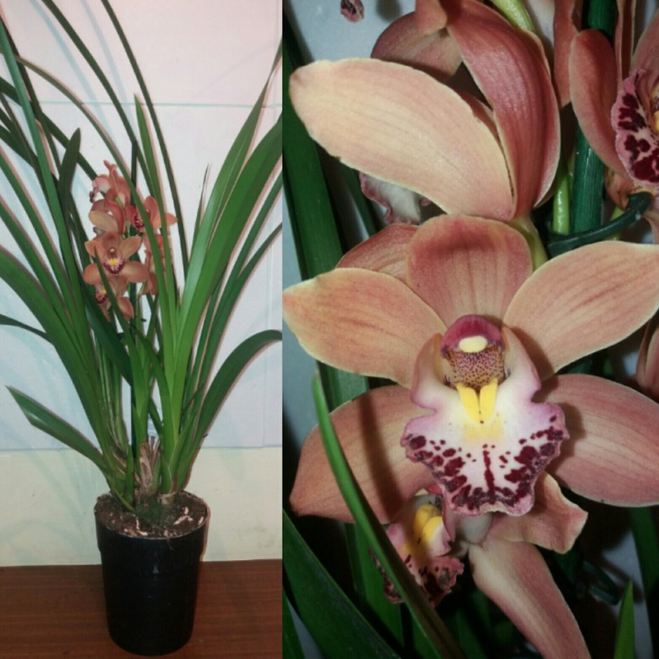Орхидея кобальт фото и описание