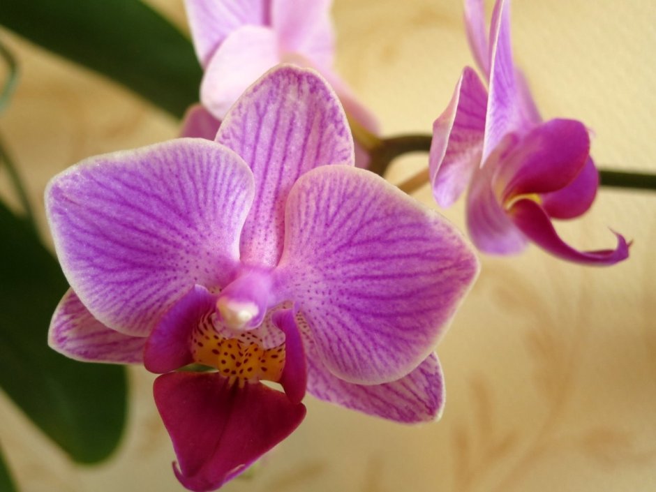 Орхидея Тайсуко Анна фото