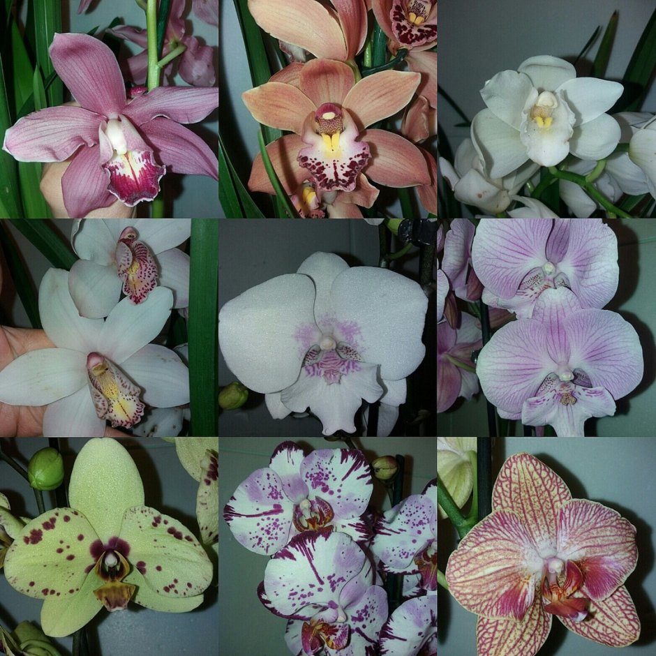Тайсуко кобальт Орхидея