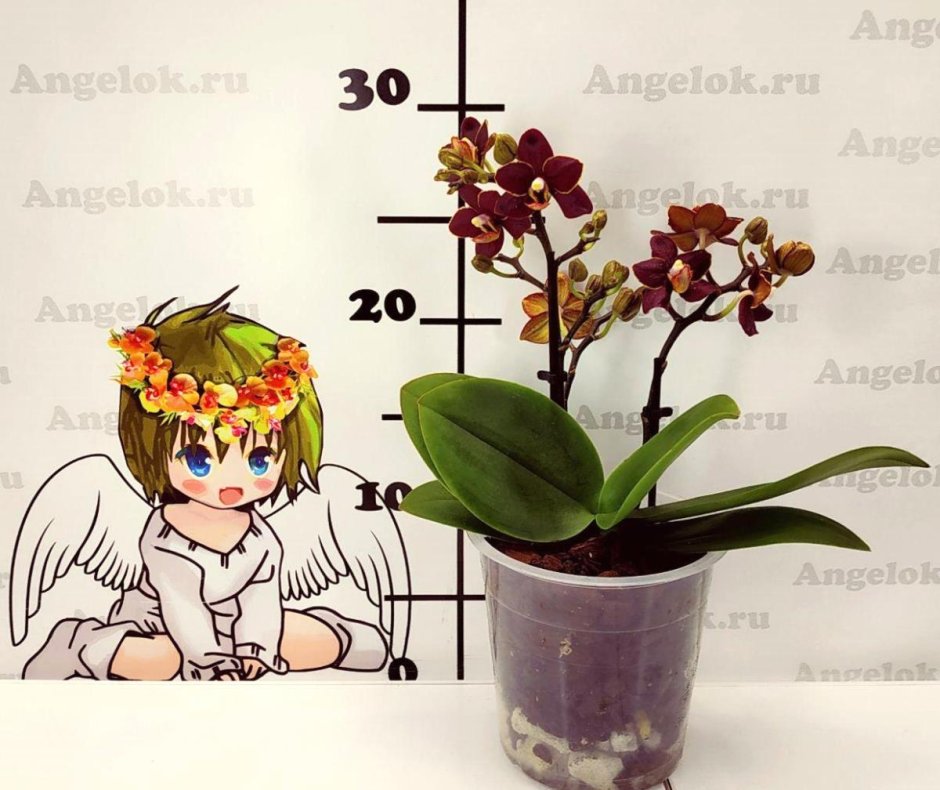 Phalaenopsis Taisuco Kobold