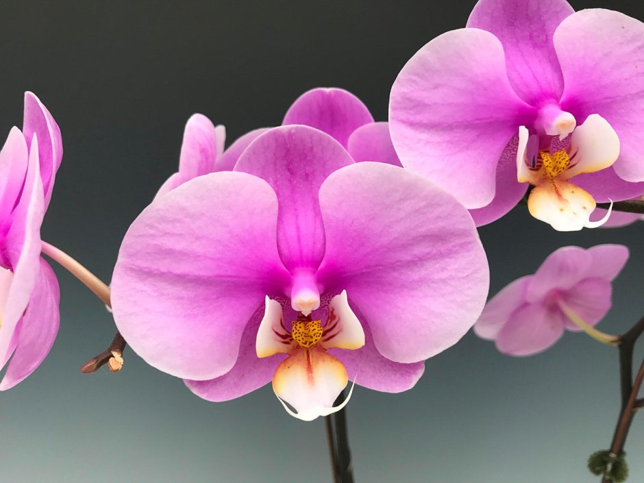 Орхидея Тайсуко Анна