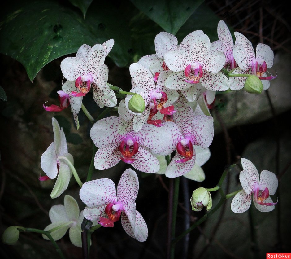 Bellina Орхидея