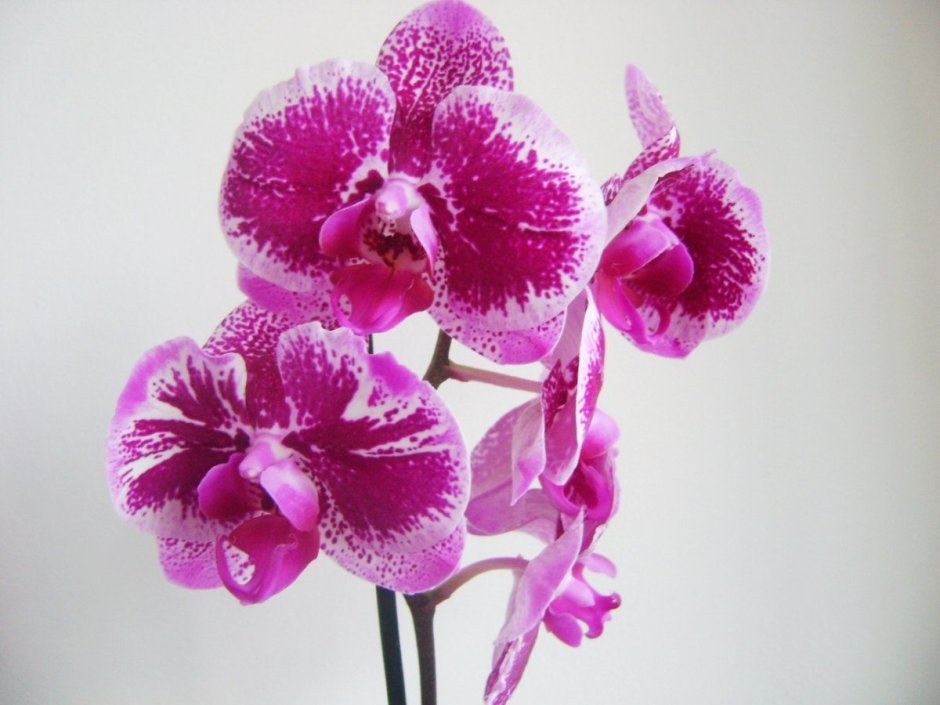 Орхидея фаленопсис, тиара