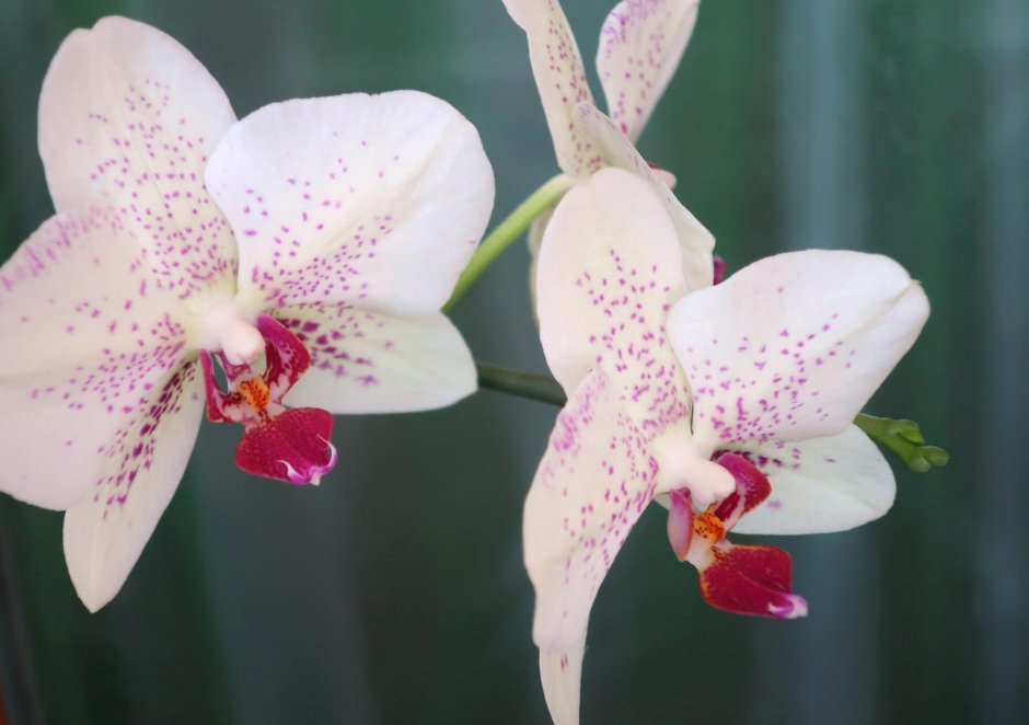Интересные орхидеи