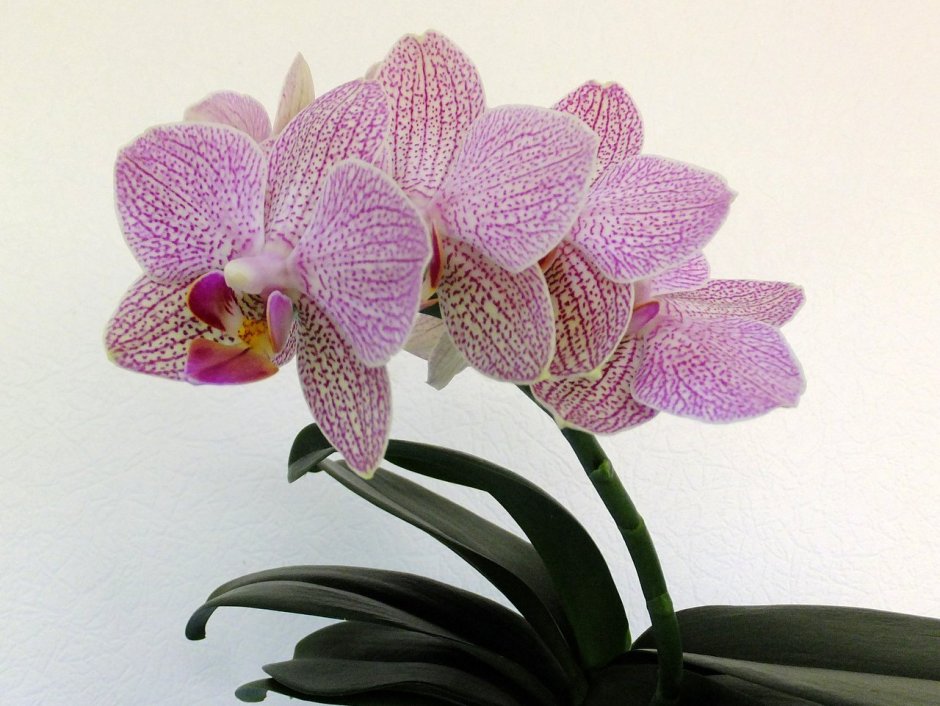 Орхидея Phalaenopsis 'Demi Deroose'