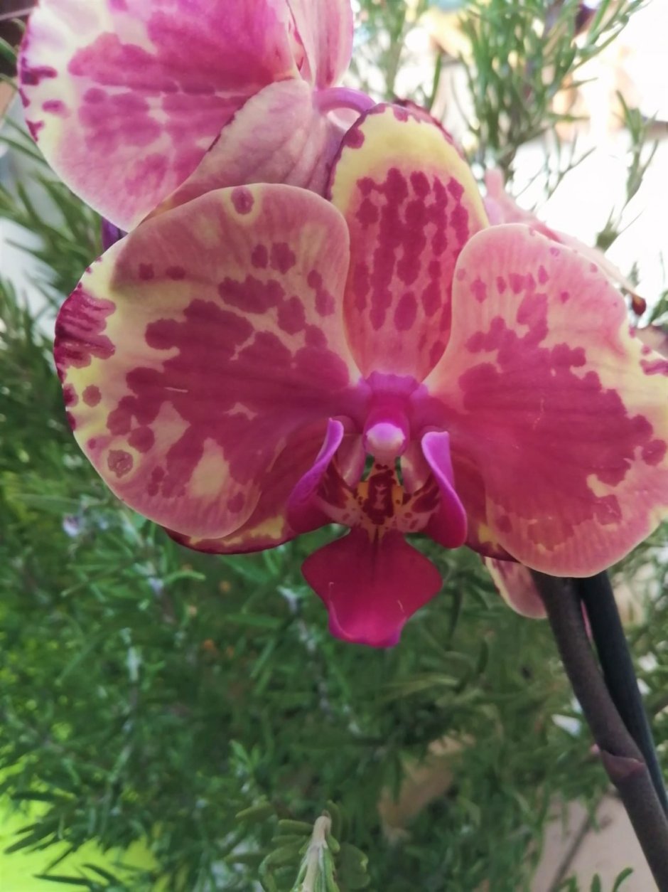 Орхидея фаленопсис Аркс Рей