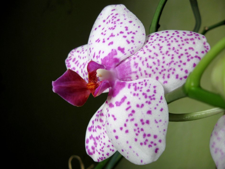 Орхидея фаленопсис Салинас