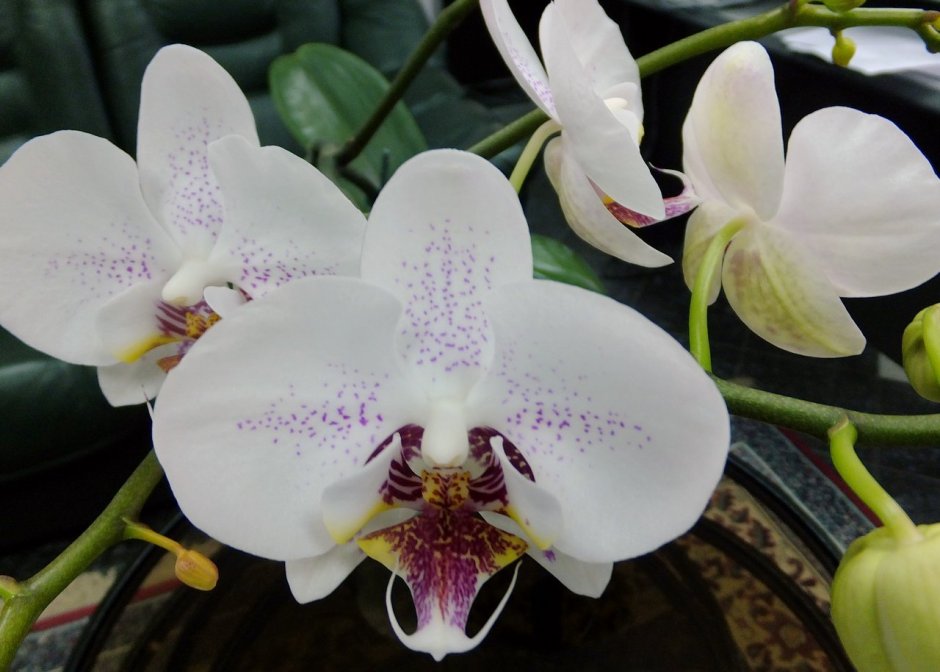 Орхидея по уценке