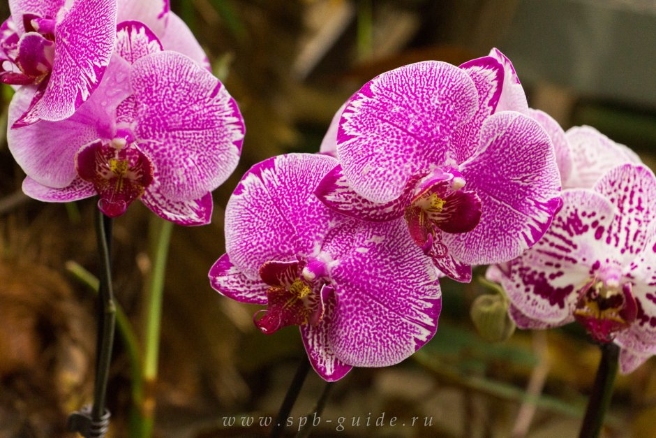 Орхидея фаленопсис Карина