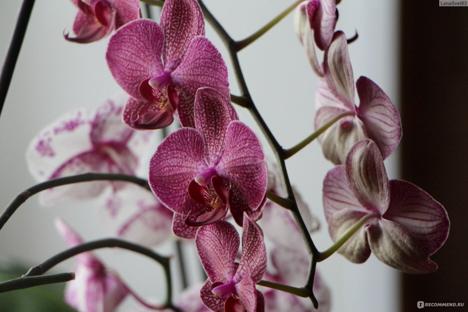 Орхидея фаленопсис Розетта