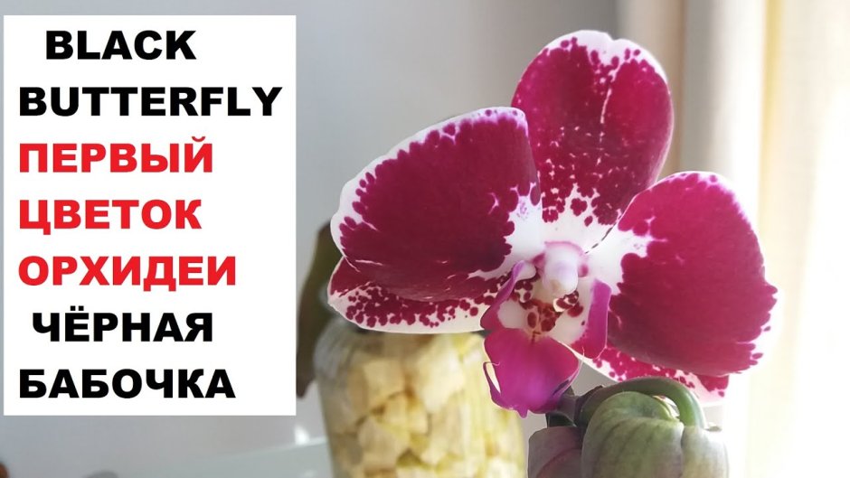 Орхидея фаленопсис Блэк вельвет