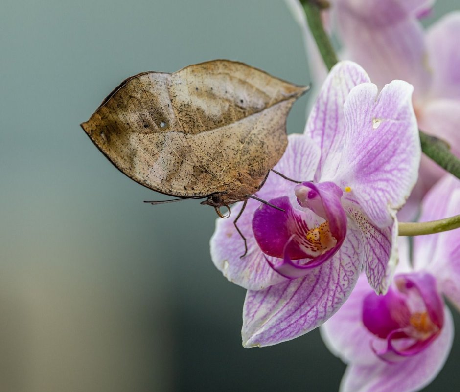 Fredclarkeara Valley Orchids