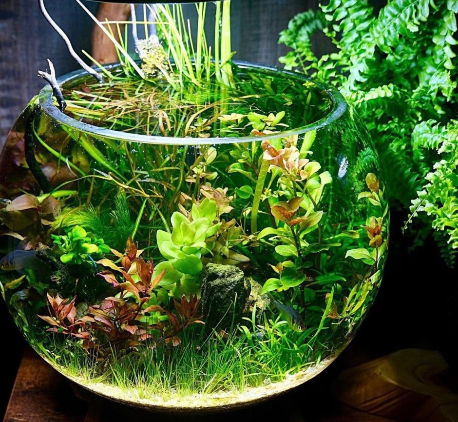 Круглый аквариум с рыбками и растениями