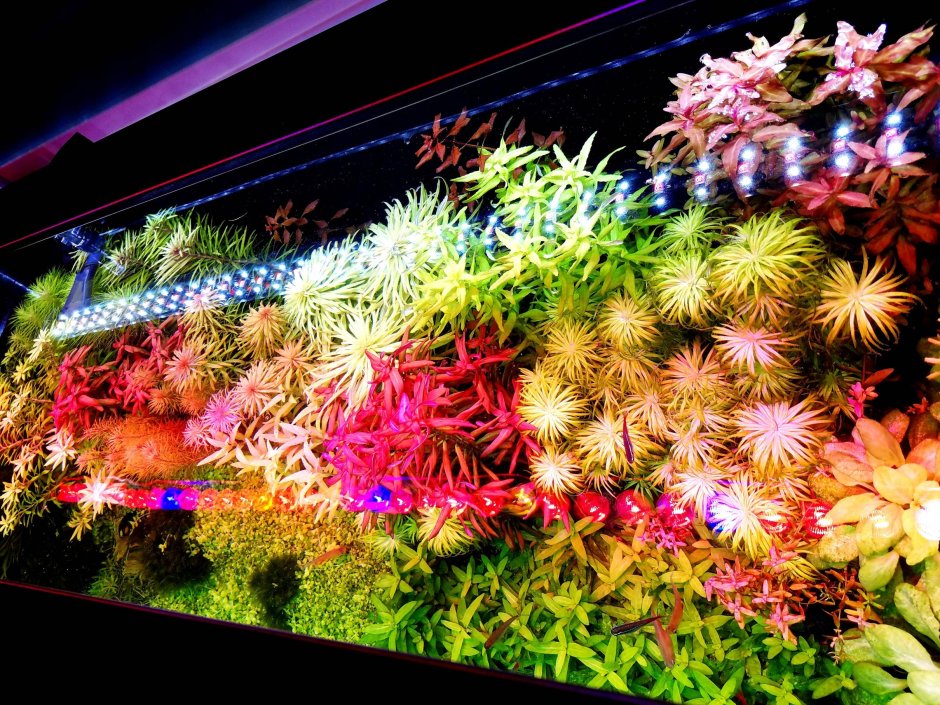 Сочетание цветов в аквариуме фото 2022 года