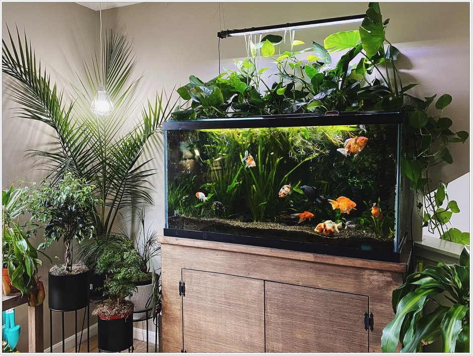 Комнатные растения в аквариуме