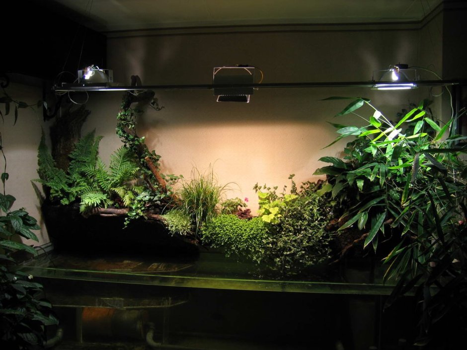 Освещение для комнатных растений