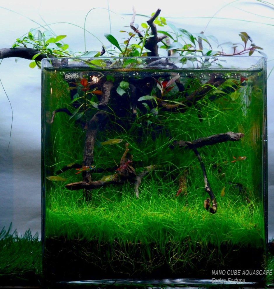 Aquascape Nano Cube