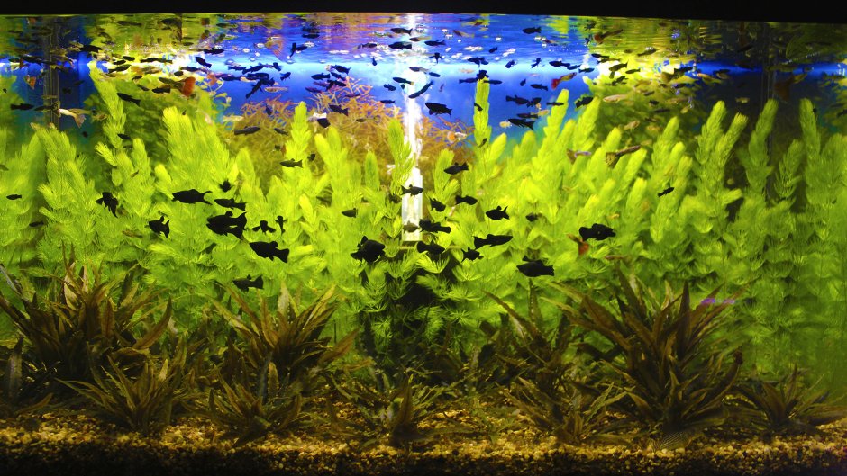 Красивый аквариум с рыбками и растениями майнкрафт