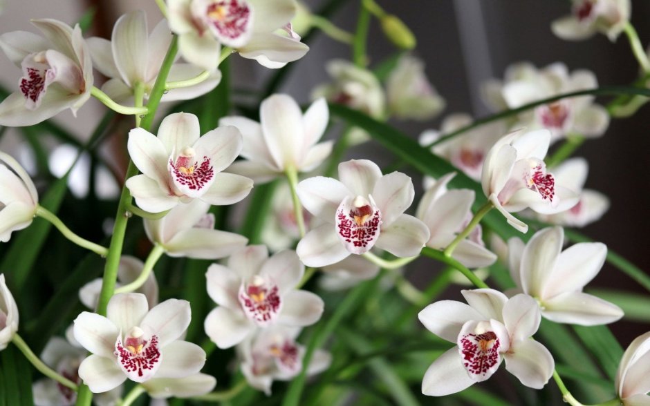 Орхидея с мелкими цветами название