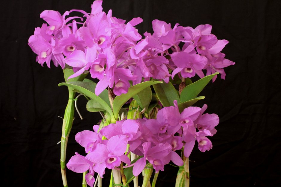 Орхидея мелкие цветочки