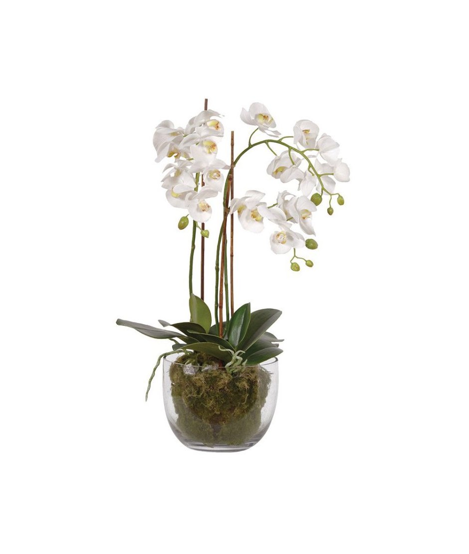 Орхидея фаленопсис белая в горшке