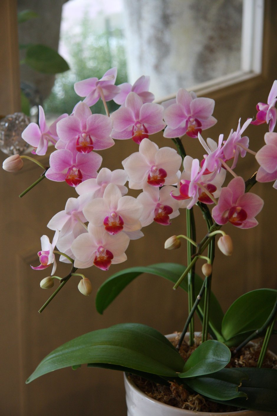 Мелкая Орхидея фаленопсис
