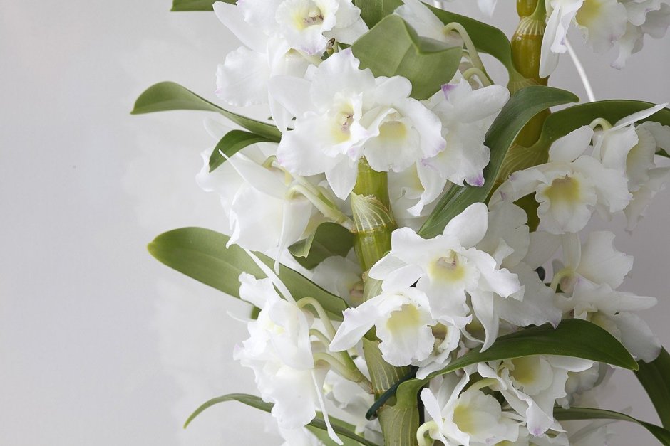 Белая махровая Орхидея