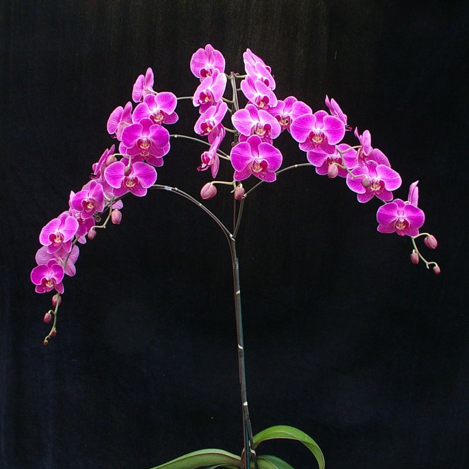 Орхидея Изабелла фаленопсис